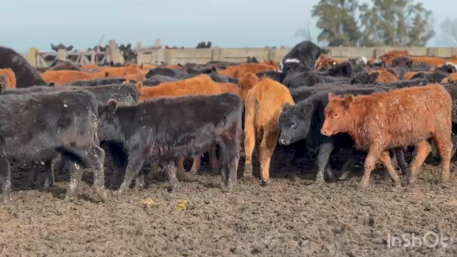 Lote 200 Terneras