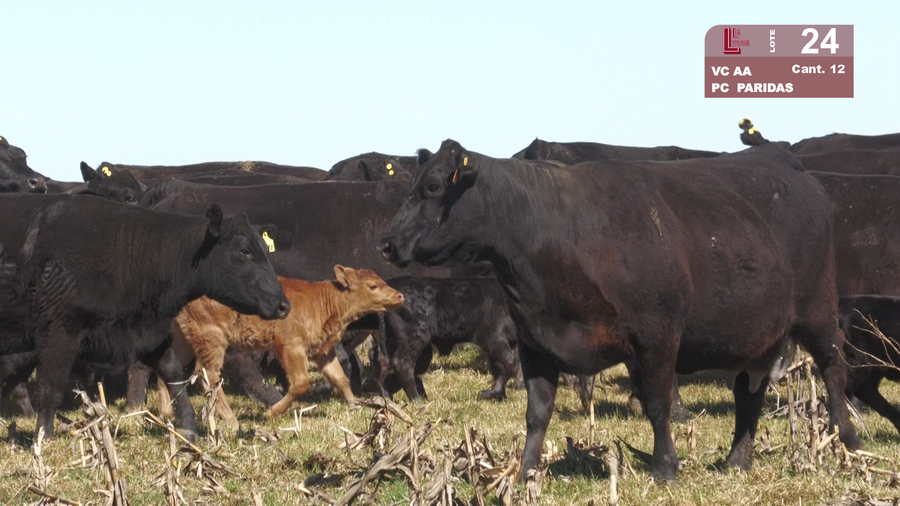 Lote VACAS ANGUS NEGRAS MAS PREÑADAS Y PARIENDO