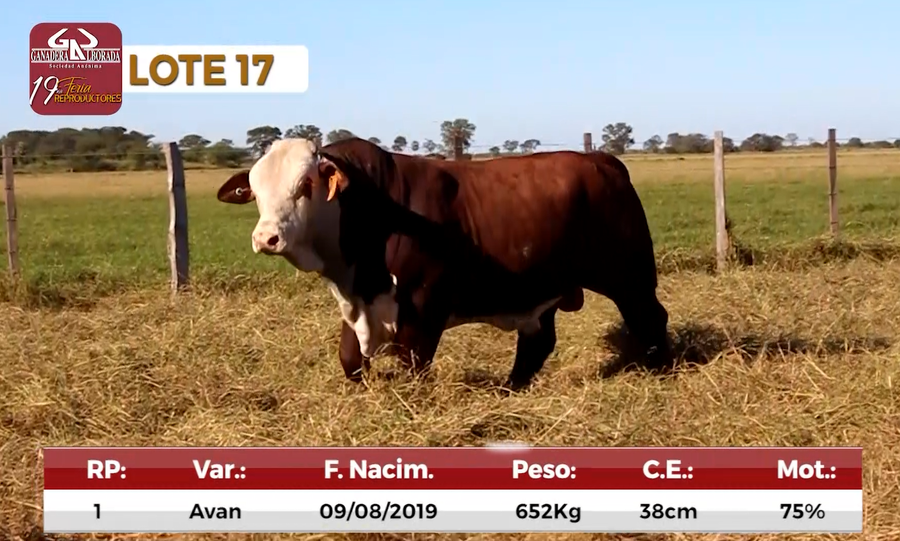 Lote Reproductores de Alborada - Lote 17