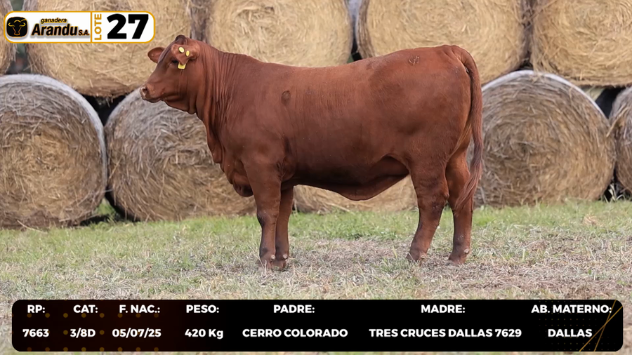 Lote LOTE 27