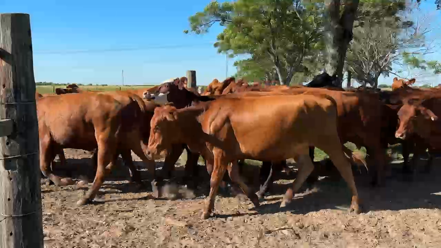 Lote 160 Vaquillonas P/ entorar
