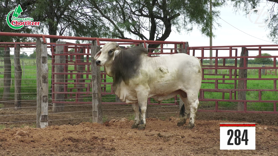 Lote Brahman