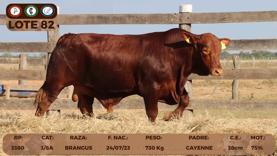 Lote LOTE 82