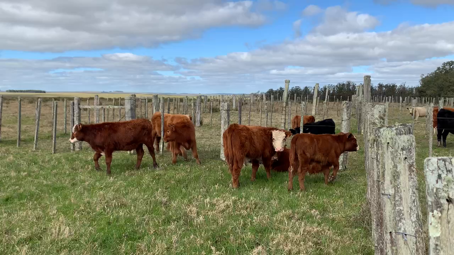 Lote 5 Terneros en Tupambaé, Cerro Largo