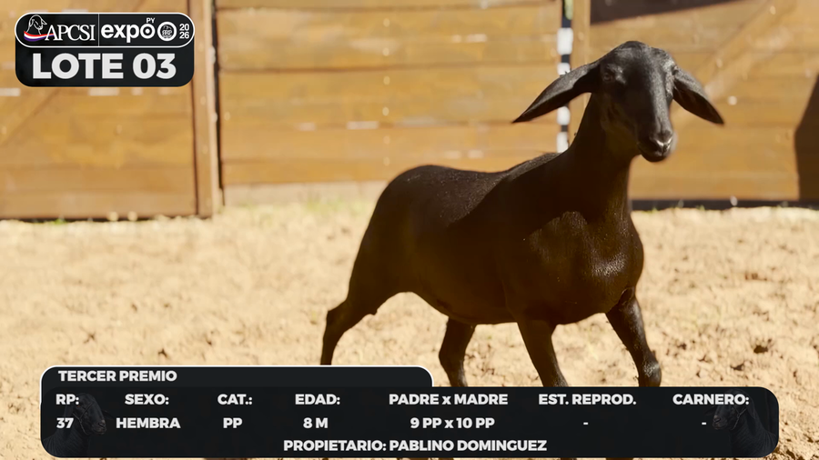 Lote LOTE 3 - CAMPO
