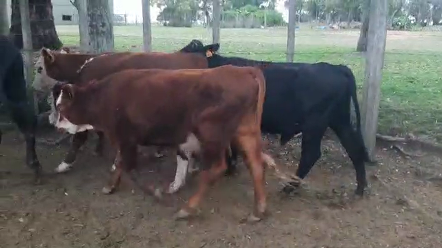 Lote 7 Terneras