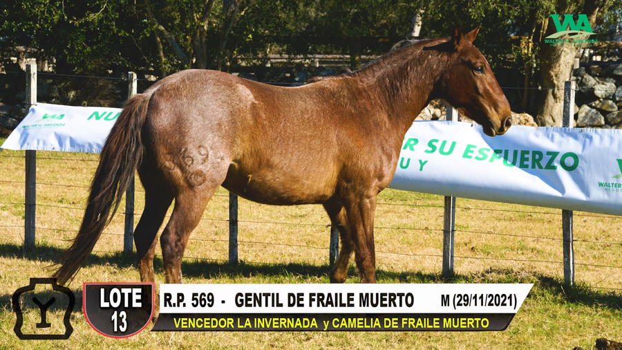 Lote GENTIL DE FRAILE MUERTO