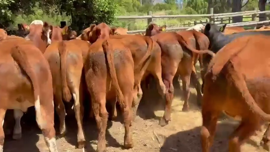 Lote 46 Novillo Engorda en V  Región Valparaíso, Puchuncaví