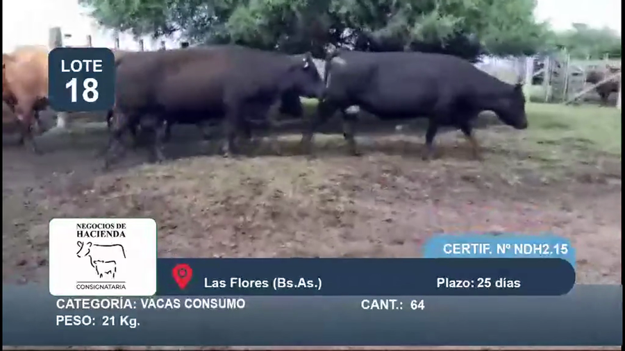 Lote 64 Vaca Consumo en Buenos Aires, Las Flores