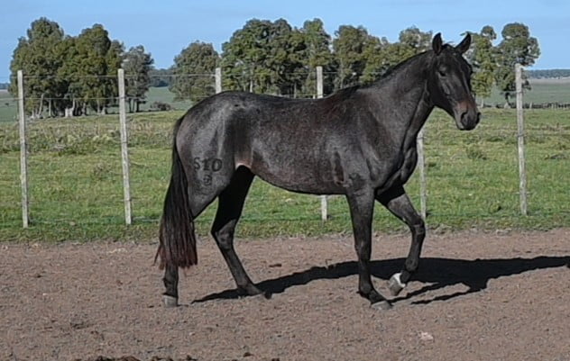 Lote HG ESTRELLA