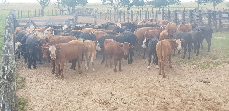 Lote 70 Novillitos en Esquina, Corrientes