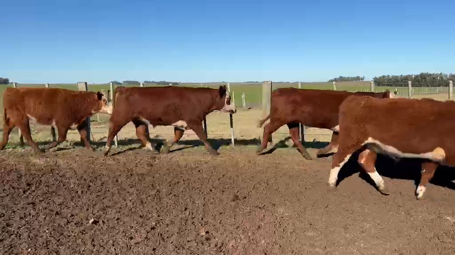 Lote 38 Novillos a remate en Feria General - Cardozo Negocios Rurales 414kg - , Rivera