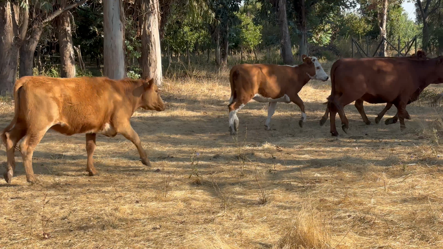 Imagen 2 del Lote Lote 82 Vaquilla Engorda en Parral, VII  Región Maule