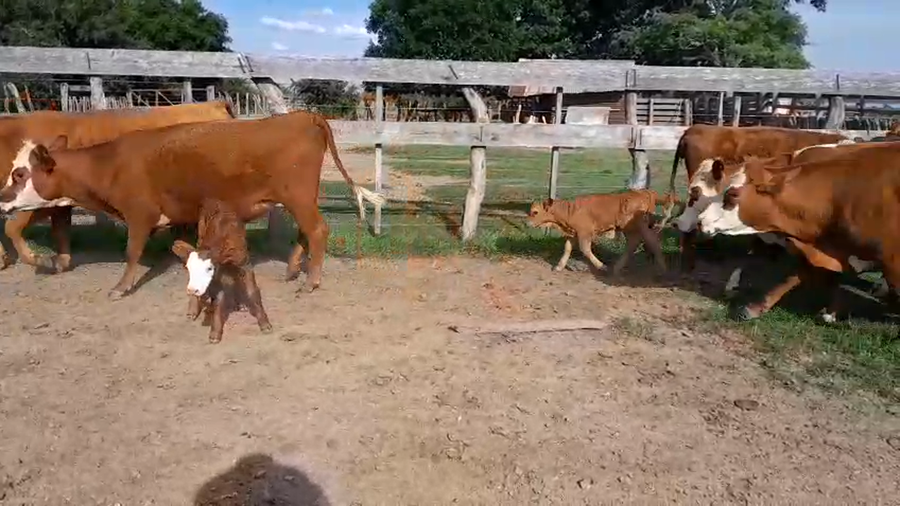 Lote 26 Vaquillonas preñadas