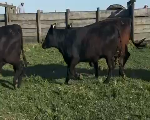 Lote 25 Vaquillonas P/ entorar en Tres Arroyos, Buenos Aires