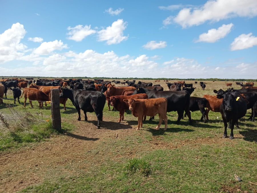 Lote 65 Terneros/as en Buenos Aires, Magdalena