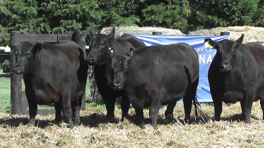 Lote VAQUILLONAS ANGUS PURO CONTROLADAS PARICION OTOÑO