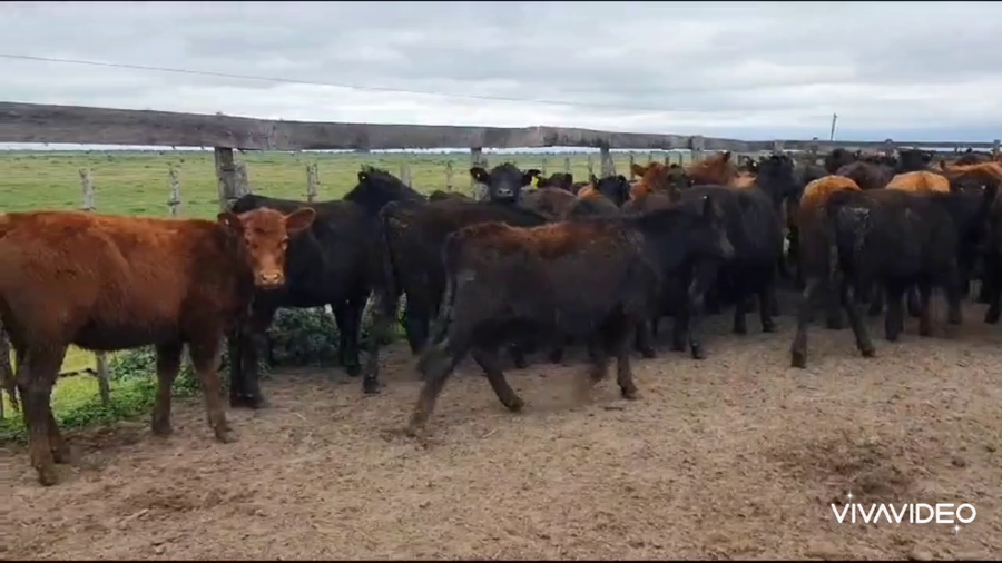 Lote 60 Terneras en Dolores, Buenos Aires