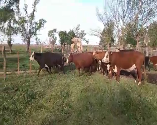 Lote 17 Vacas CUT paridas en Pehuajó, Buenos Aires