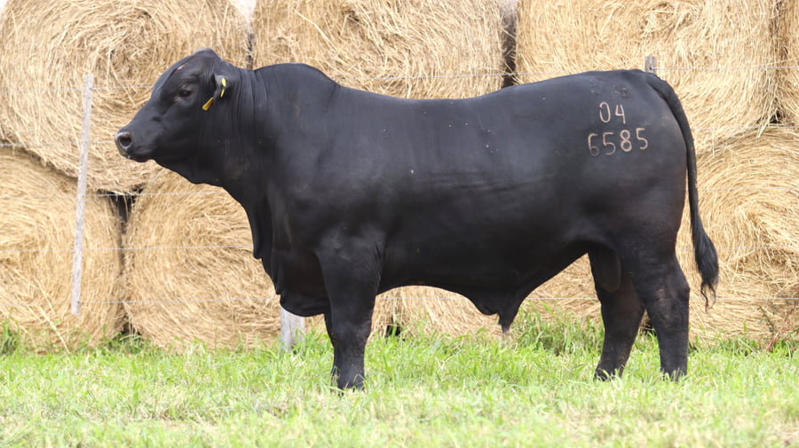 Lote LOTE 36