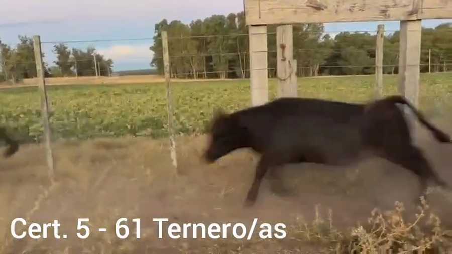 Lote TERNERO/AS