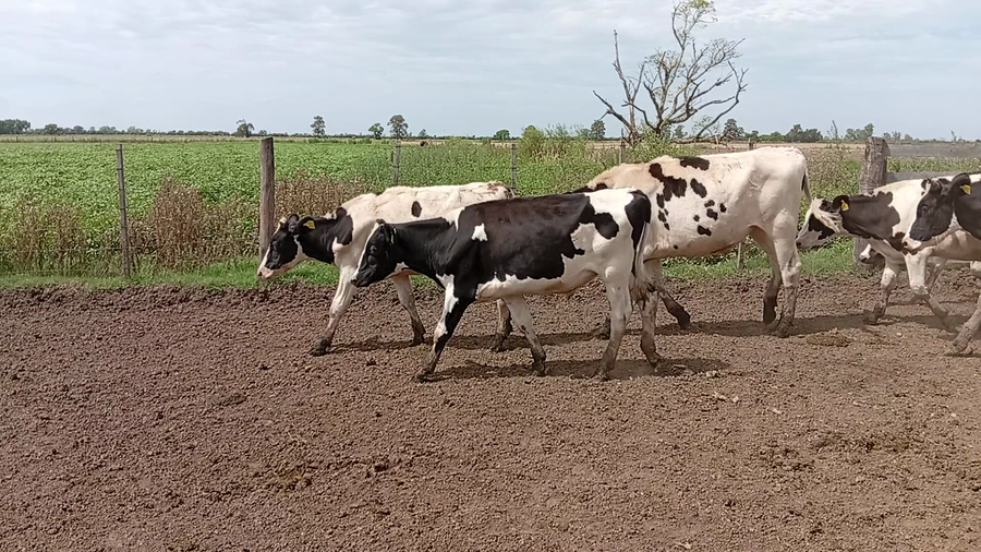 Lote 19 Novillo Holando