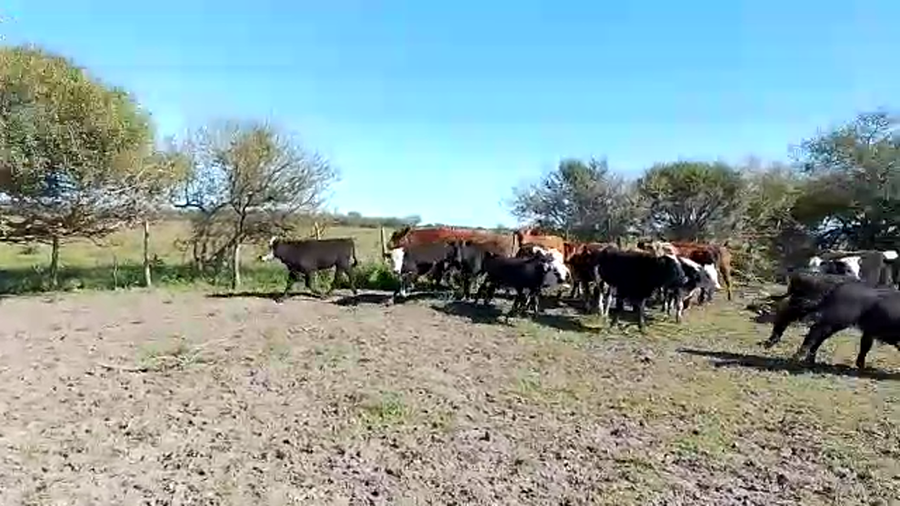 Lote 50 Novillos en Sauce, Corrientes