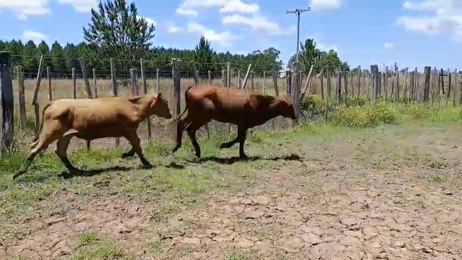 Lote 17 Terneros/as