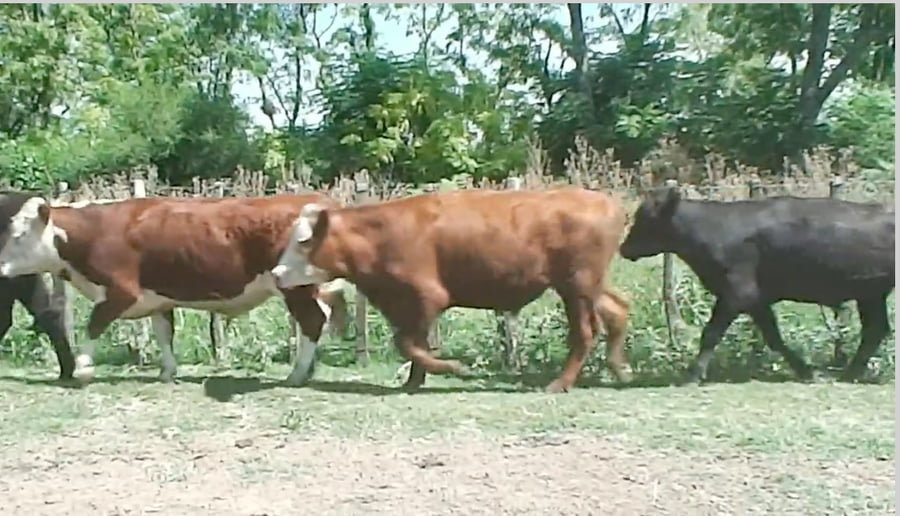 Lote (Vendido)37 Novillos 1 a 2 años 9 aa,  11 x ra,  6 x aa,  7 he,  5 ra a remate en 216˚ Remate Plaza Rural 320kg - , Río Negro