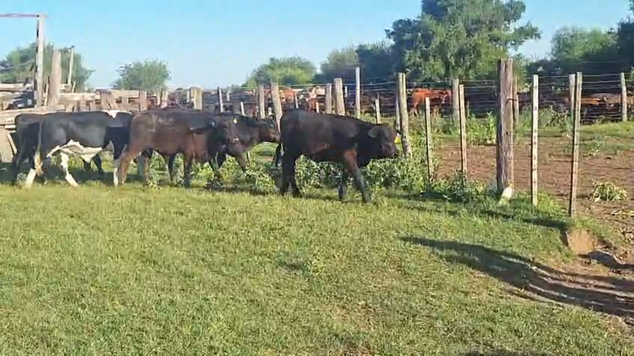 Lote 21 Terneros/as