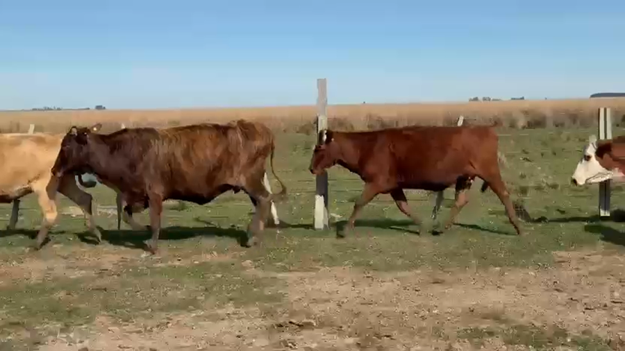 Lote 22 Vacas p/ invernar en Corrientes, Paso de Los Libres