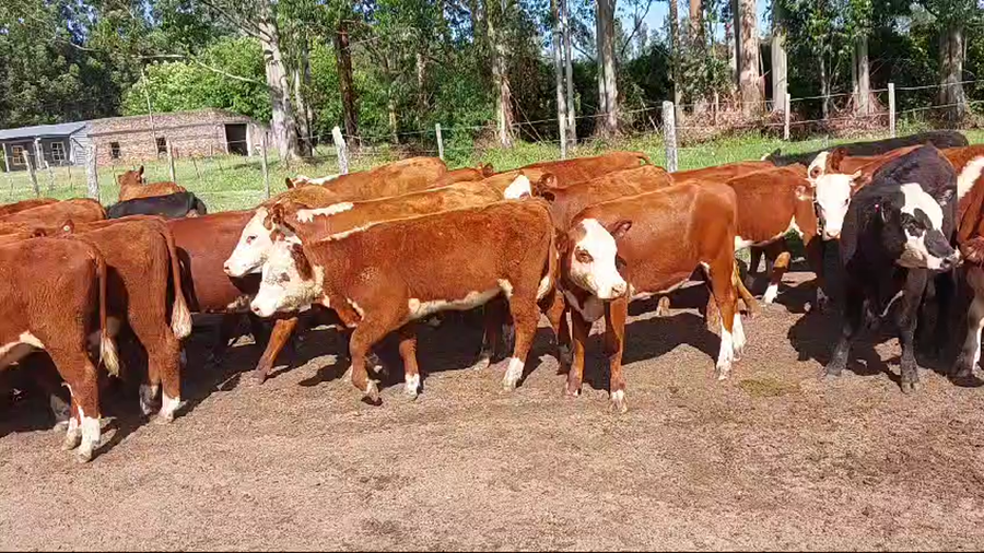 Lote 67 Terneros/as