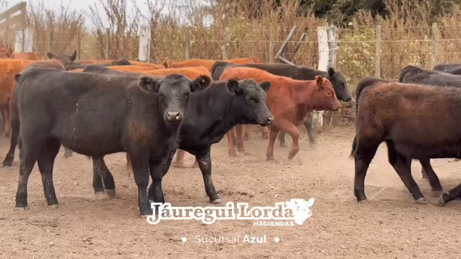 Lote 170 Terneras