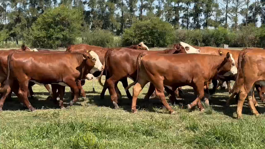 Lote 85 Terneras