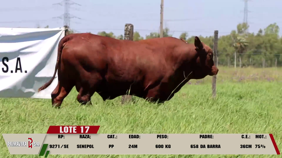 Lote LOTE 17