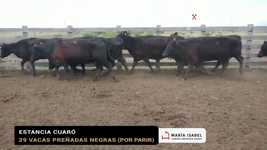 Lote 21 VACAS SIN SERVICIO NEGRAS Y COLORADAS
