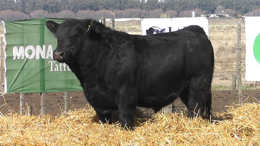 Lote TOROS PUROS POR CRUZA