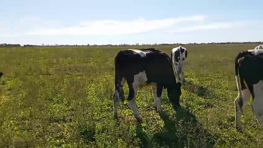 Lote 12 Novillos Holando en Col. Aldao, Santa Fe