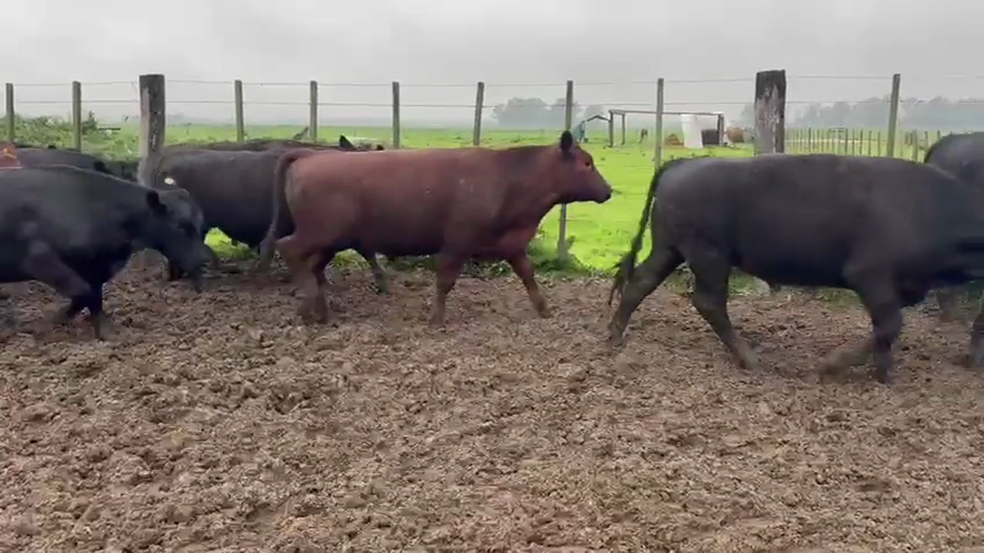 Lote 50 Novillitos EN BRANDSEN