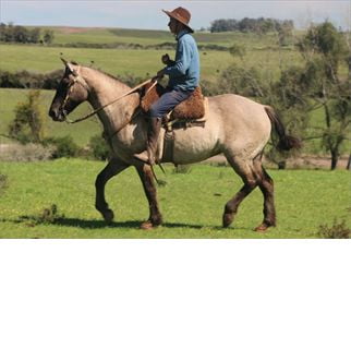 Lote SANTA GLORIA BAILANTERA