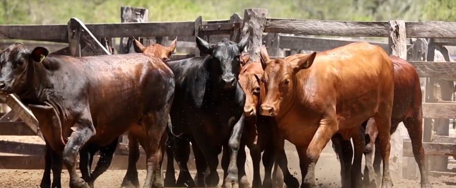 Lote VAQUILLAS CBO 0 REGISTRADAS - PREÑADAS