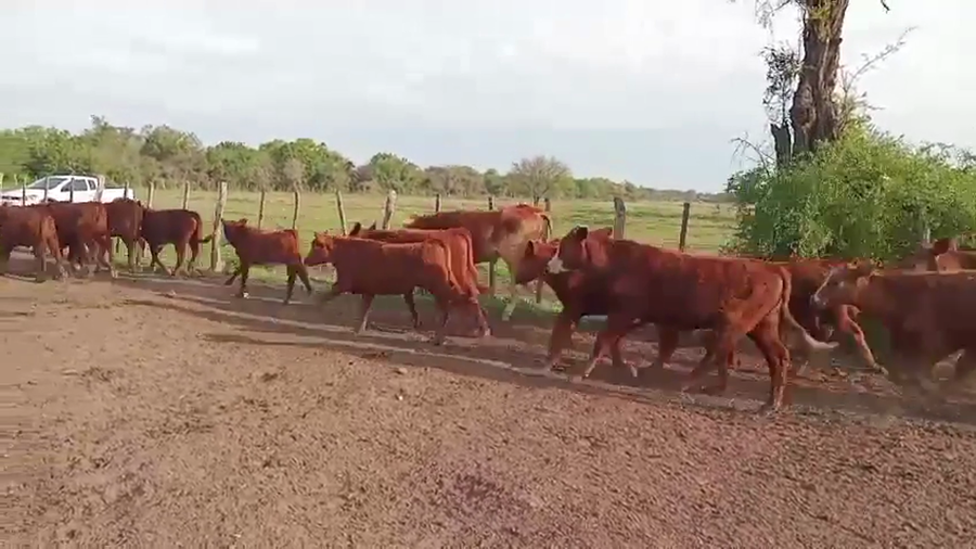 Lote 40 Terneros Brangus y sus cruzas en Naré, Santa Fe
