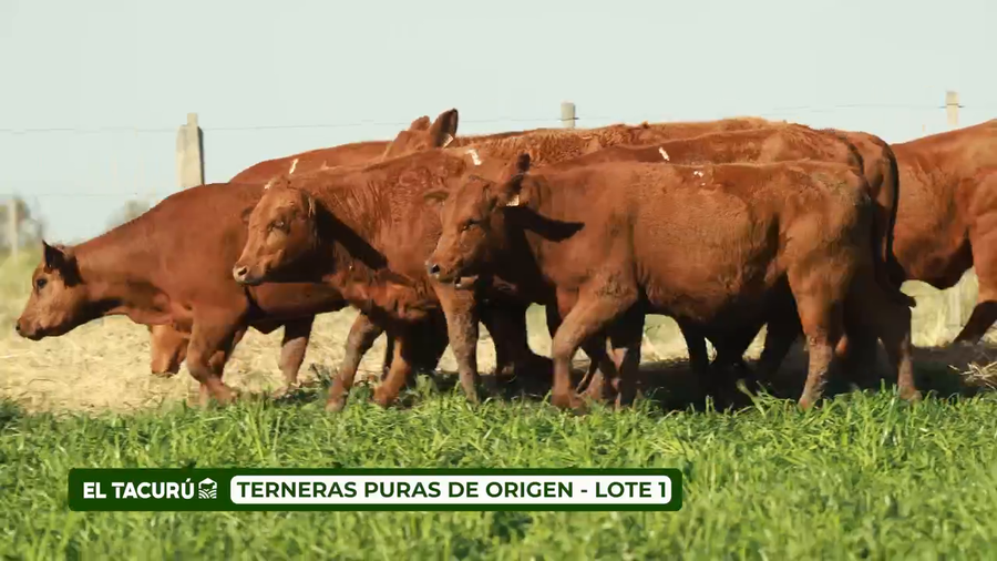 Lote LOTE 1 - TERNERAS PURAS DE ORIGEN