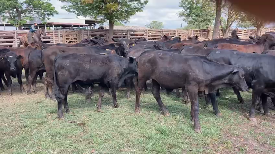 Lote 200 Terneros en Gral. San Martín, Chaco