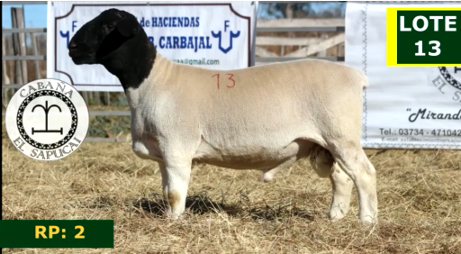 Lote OVINOS MACHOS 60