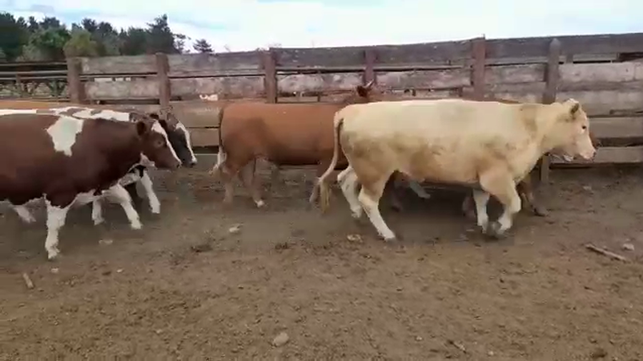 Lote 20 Novillo Gordo en Los Ángeles, VIII Región Biobío