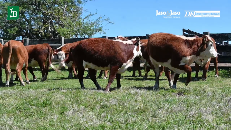 Lote VAQUILLONAS PREÑADAS 3 AÑOS