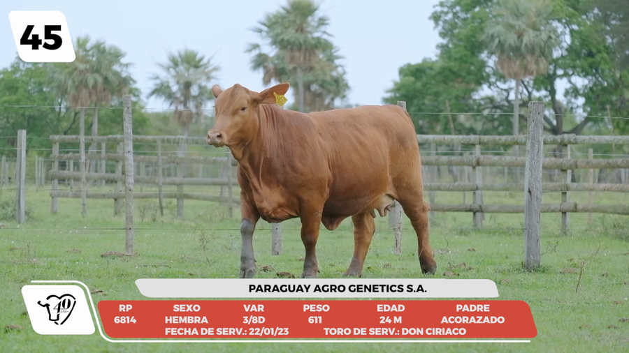 Lote LOTE 45 -DE CAMPO