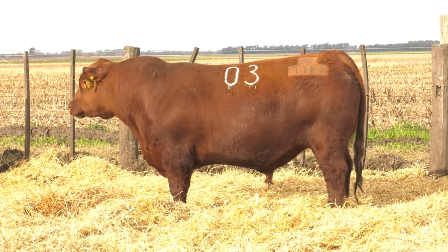 Lote Toros PC Colorados