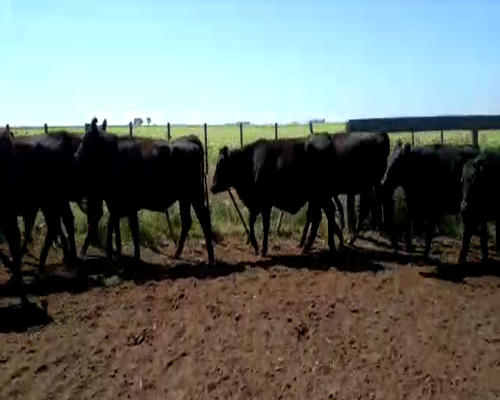 Lote 47 Vaquillonas C/ gtia de preñez en Buenos Aires, Laprida